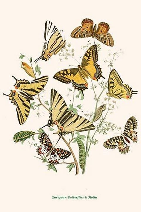 European Butterflies & Moths by William Forsell Kirby #90 - Art Print