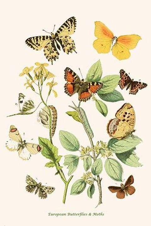 European Butterflies & Moths by William Forsell Kirby #92 - Art Print