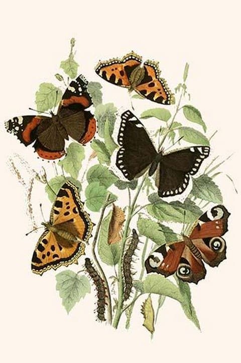 European Butterflies & Moths by William Forsell Kirby #96 - Art Print