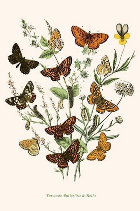 European Butterflies & Moths by William Forsell Kirby #98 - Art Print