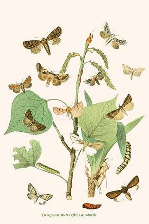 European Butterflies & Moths by William Forsell Kirby - Art Print