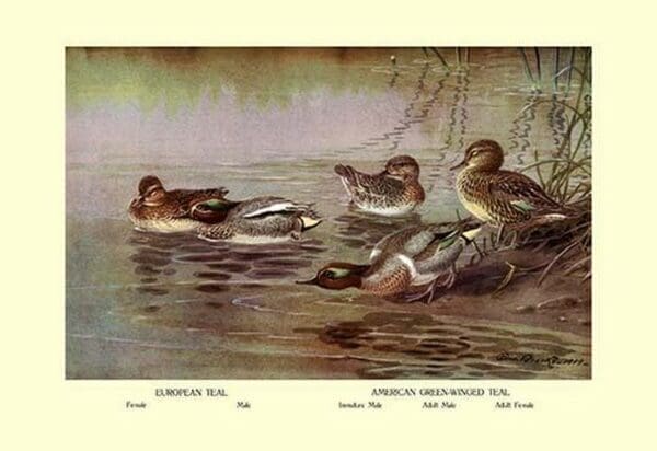 European and American Teal Duck by Allan Brooks - Art Print