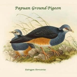 Eutrygon Terrestries - Papuan Ground-Pigeon by John Gould - Art Print