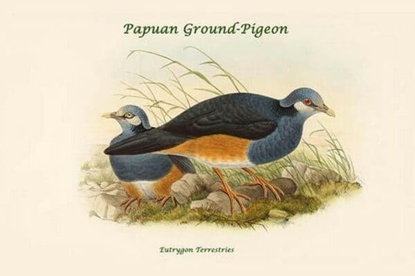 Eutrygon Terrestries - Papuan Ground-Pigeon by John Gould - Art Print