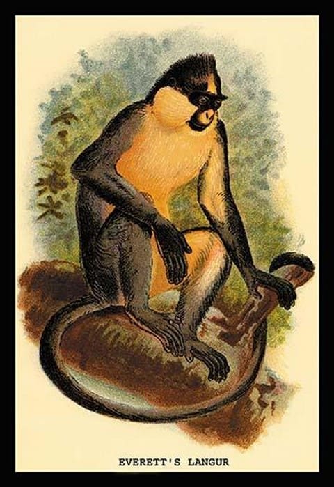 Everett's Langur by G.R. Waterhouse - Art Print