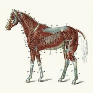 External Muscles & Tendons of the Horse by Samuel Sidney - Art Print