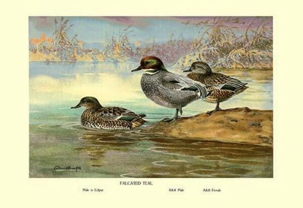 Falcated Teal Ducks by Allan Brooks - Art Print