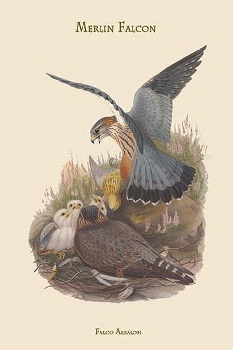 Falco Aesalon - Merlin Falcon by John Gould - Art Print