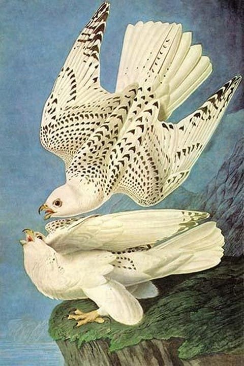 Falcons by John James Audubon - Art Print