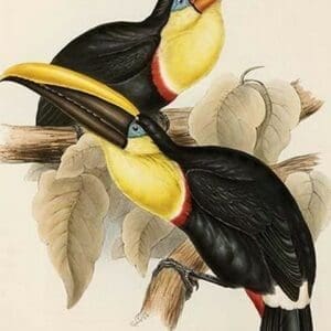 Family of Toucans by John Gould - Art Print