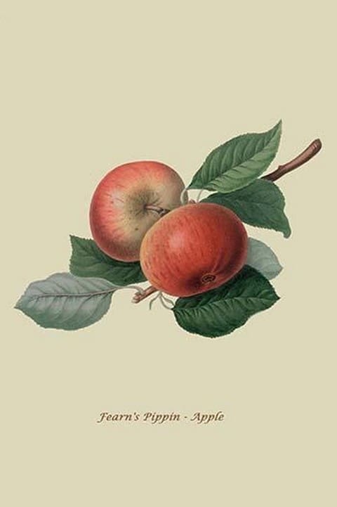 Fearn's Pippin - Apple by William Hooker #2 - Art Print