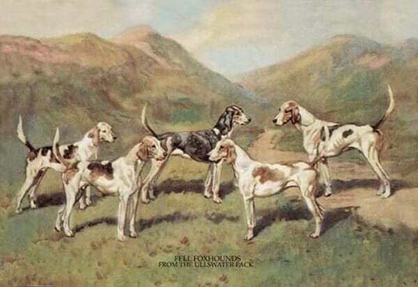 Fell Foxhounds by  Thomas Ivester Lloyd - Art Print