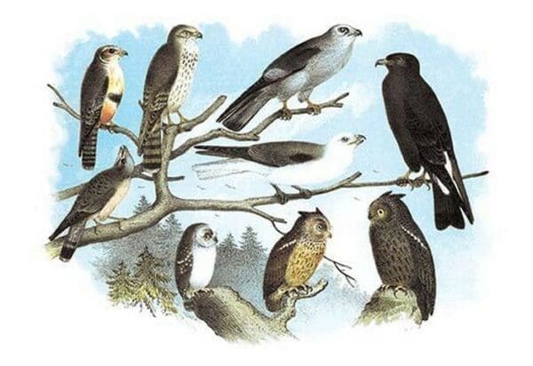 Femerol & Richardson's Falcons