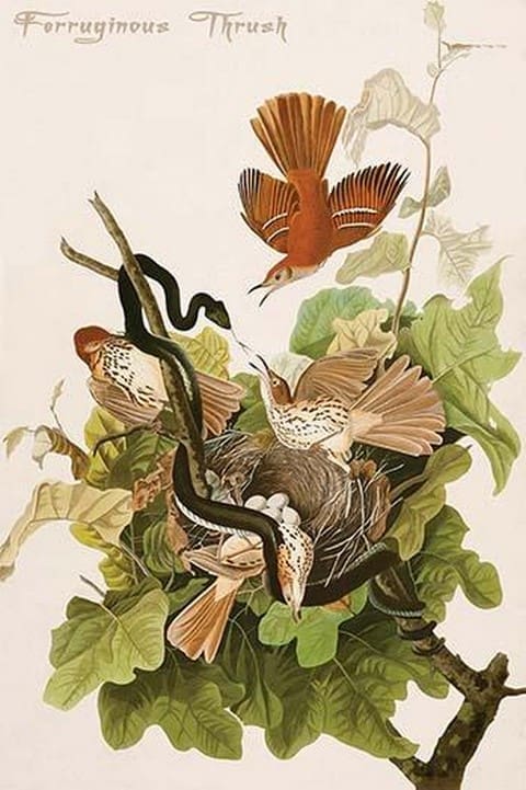 Ferruginous Thrush by John James Audubon - Art Print