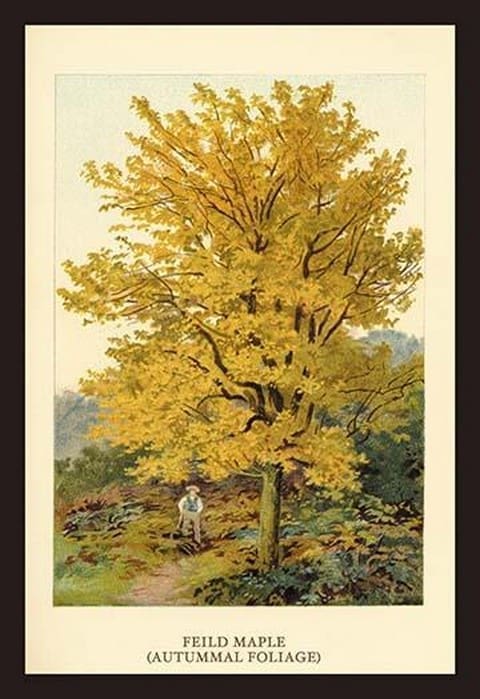 Field Maple by W.H.J. Boot - Art Print