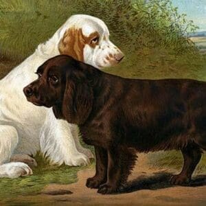 Field Spaniels by Vero Shaw - Art Print