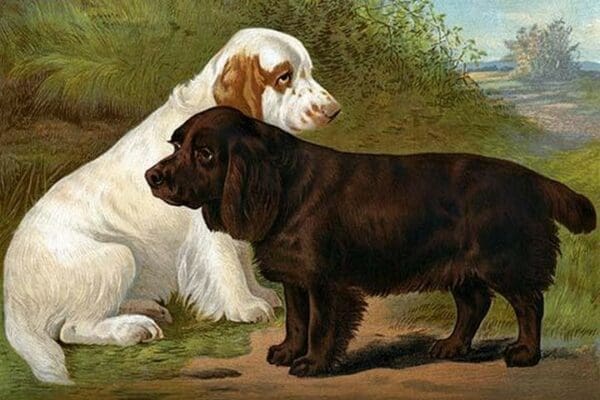 Field Spaniels by Vero Shaw - Art Print