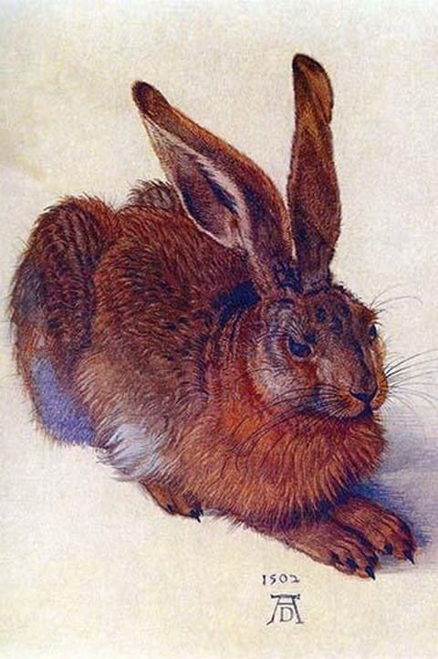 Field hare by Albrecht Durer - Art Print