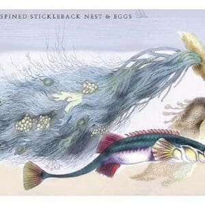 Fifteen Spined Stickleback Nest and Eggs by Robert Hamilton - Art Print