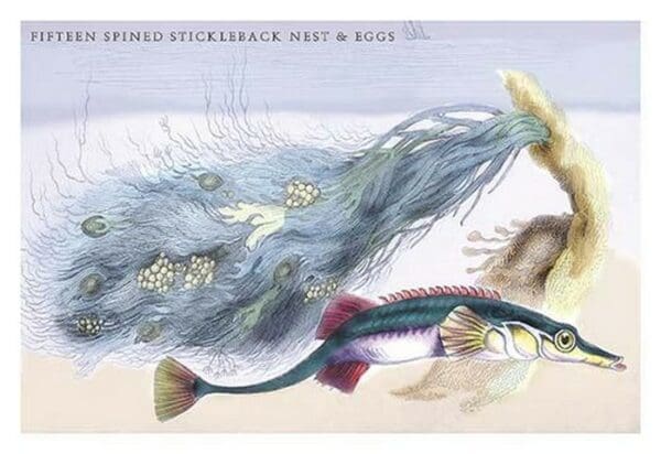 Fifteen Spined Stickleback Nest and Eggs by Robert Hamilton - Art Print