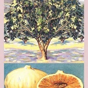 Fig Tree - Art Print