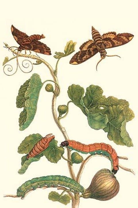 Fig Tree with Fig Sphinx by Maria Sibylla Merian - Art Print