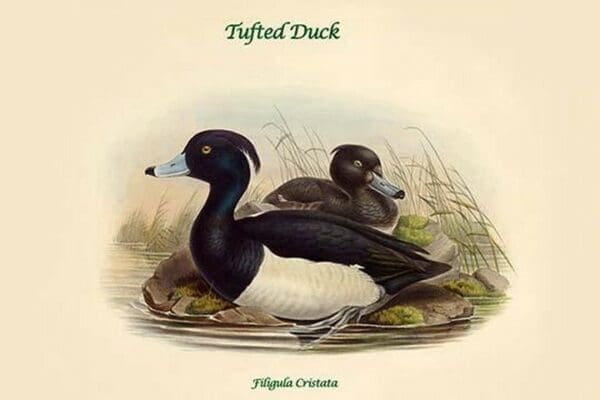 Filigula Cristata - Tufted Duck by John Gould - Art Print