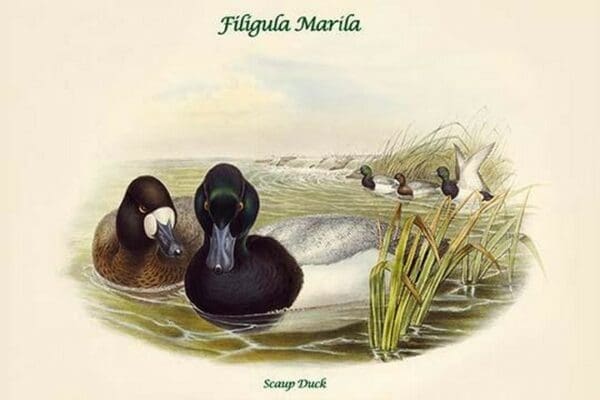 Filigula Marila - Scaup Duck by John Gould - Art Print