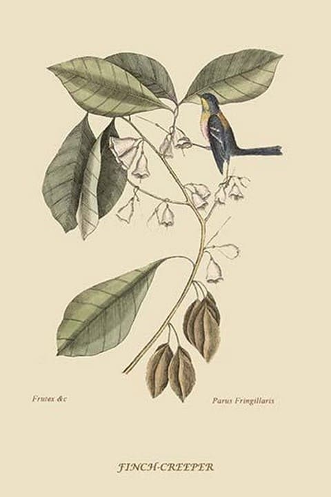 Finch Creeper by Mark Catesby #2 - Art Print