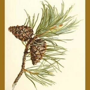 Fir Cone by W.H.J. Boot - Art Print