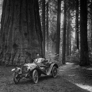 First Auto to Enter Sequoia National Park - Art Print