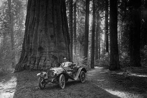 First Auto to Enter Sequoia National Park - Art Print