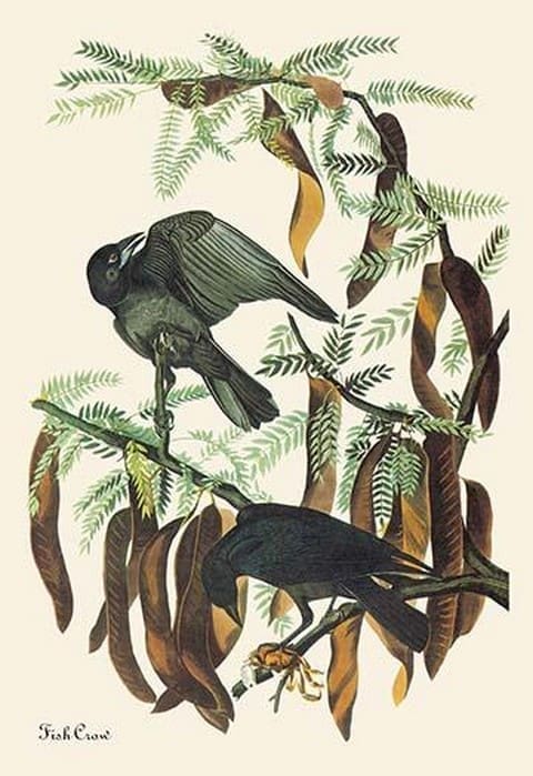 Fish Crow by John James Audubon #2 - Art Print