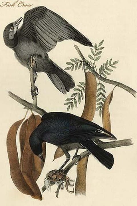 Fish Crow by John James Audubon - Art Print