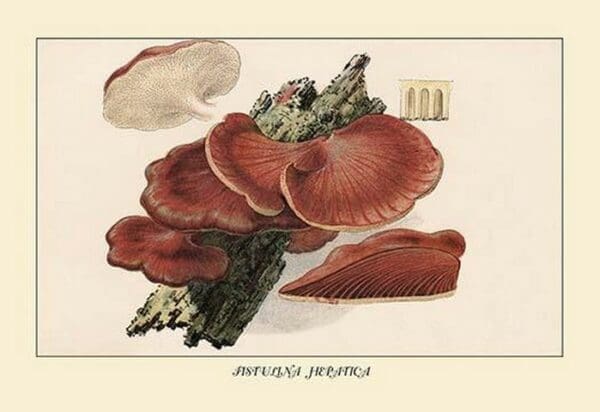 Fistulina Hepatica by W. Hamilton Gibson - Art Print