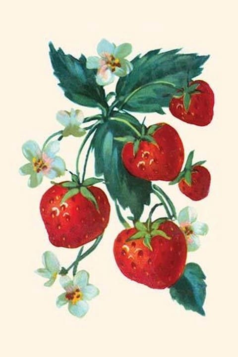 Five Strawberries and Flowers - Art Print