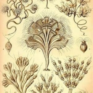 Flagellates by Ernst Haeckel - Art Print