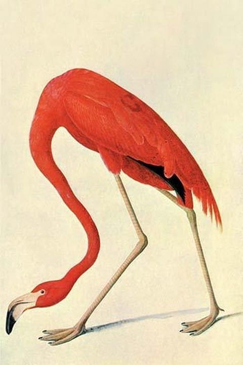 Flamingo by John James Audubon #2 - Art Print