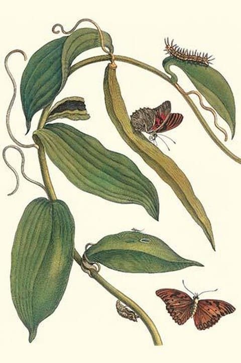 Flat-Leaved Vanilla Plant with a Gulf Fritillary by Maria Sibylla Merian - Art Print