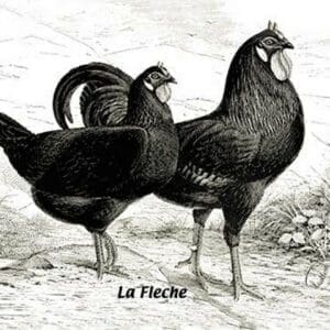 Fleche (Chickens) - Art Print