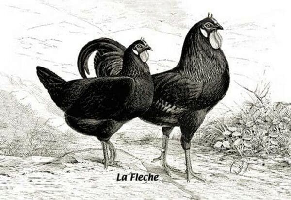 Fleche (Chickens) - Art Print