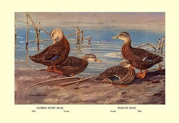 Florida Dusty and Mexican Ducks by Allan Brooks - Art Print