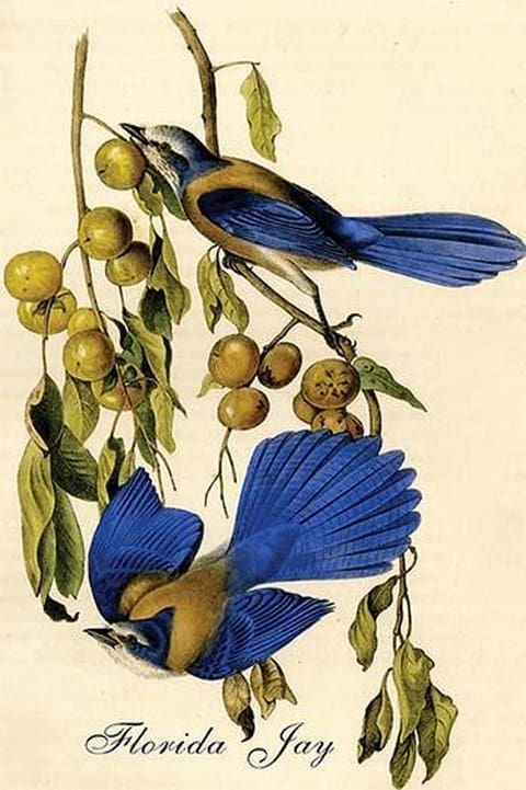 Florida Jay by John James Audubon - Art Print