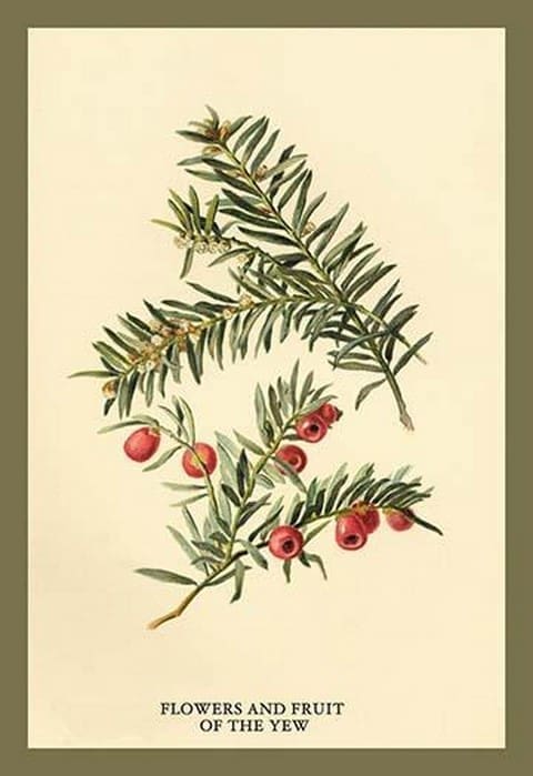 Flowers and Fruit of the Yew by W.H.J. Boot - Art Print