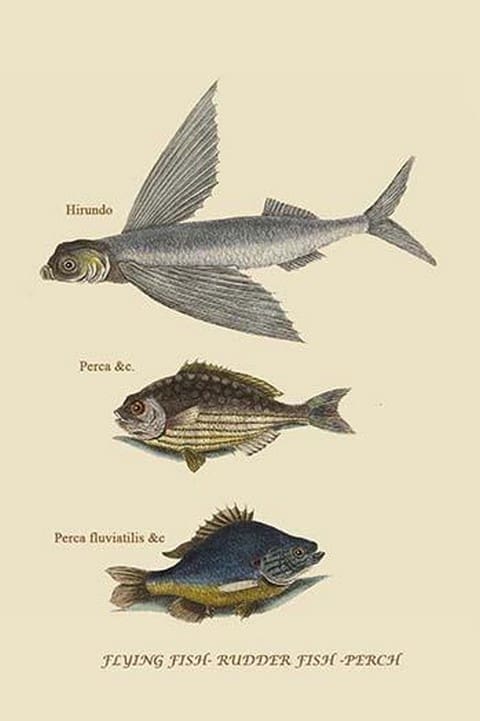 Flying Fish - Rudder Fish - Perch by Mark Catesby - Art Print