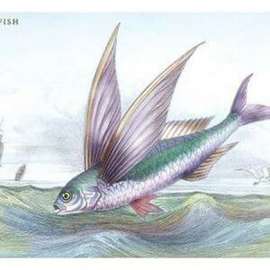 Flying Fish by Robert Hamilton - Art Print