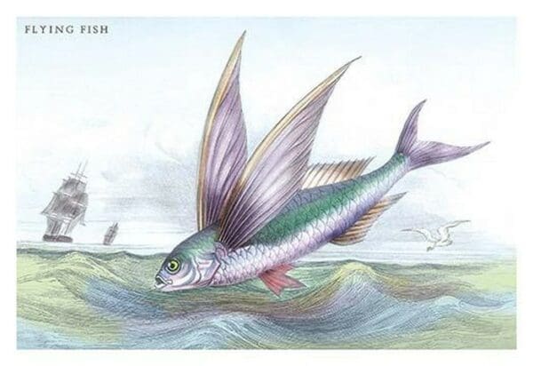 Flying Fish by Robert Hamilton - Art Print