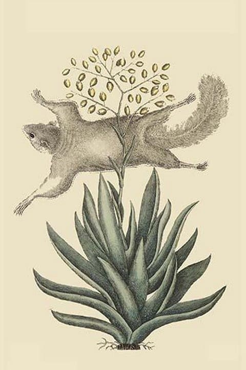 Flying Squirrel by Mark Catesby - Art Print