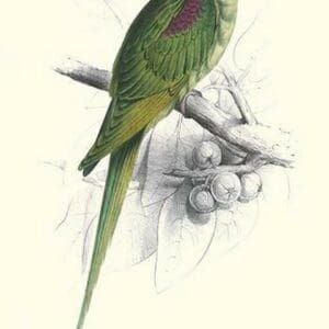 Footed Parakeet - Psittacula Eupatria by Edward Lear - Art Print