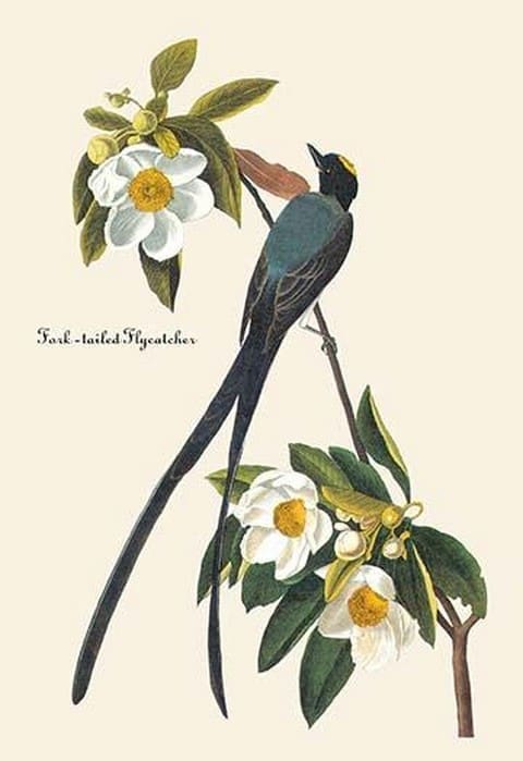 Fork-Tailed Flycatcher by John James Audubon - Art Print